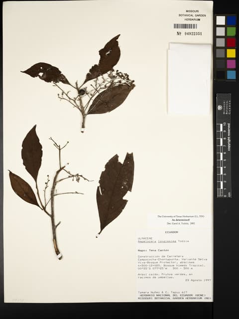 Ampelocera longissima