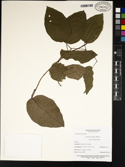 Bonamia trichantha