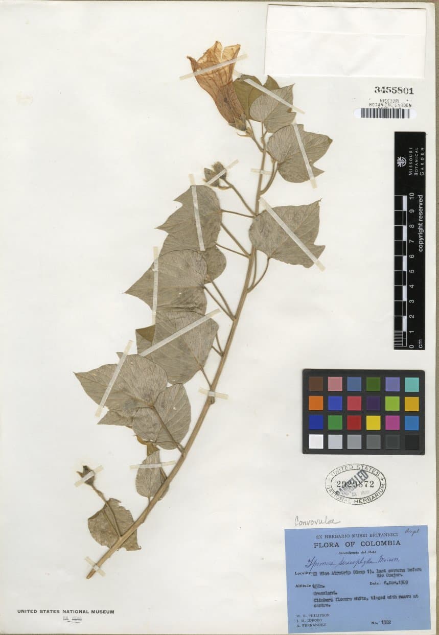 Ipomoea macarenaensis