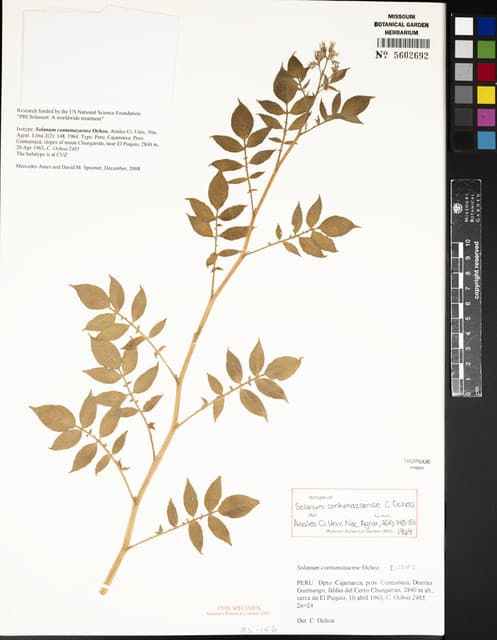 Solanum contumazaense
