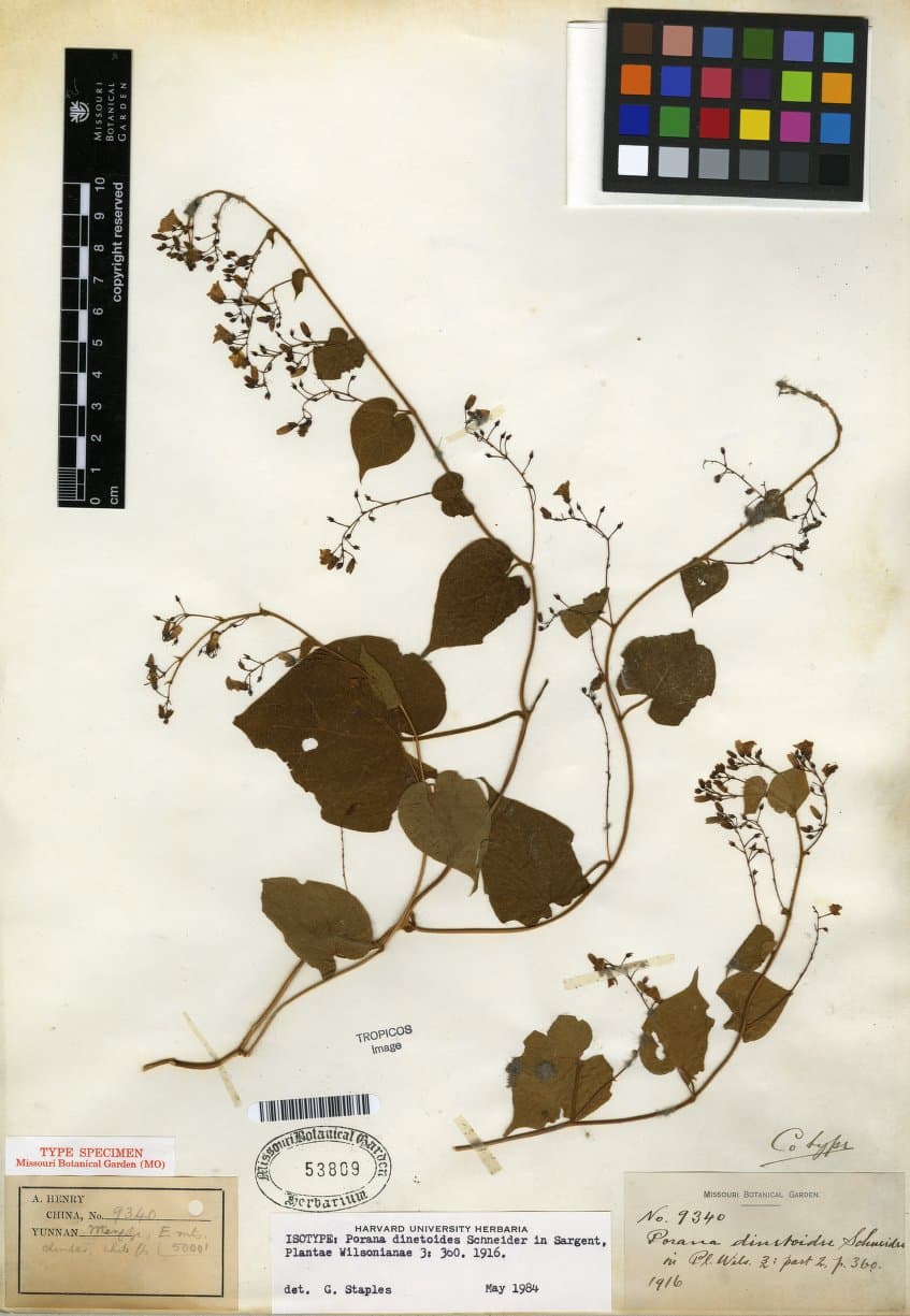 Porana dinetoides