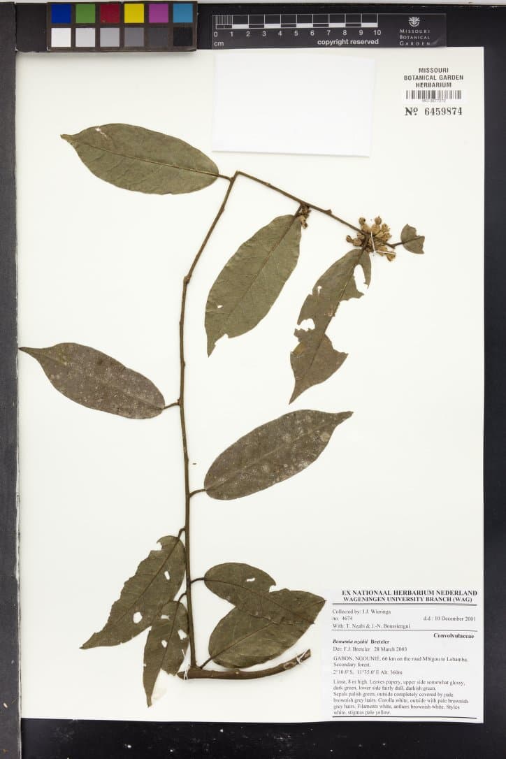Bonamia nzabii