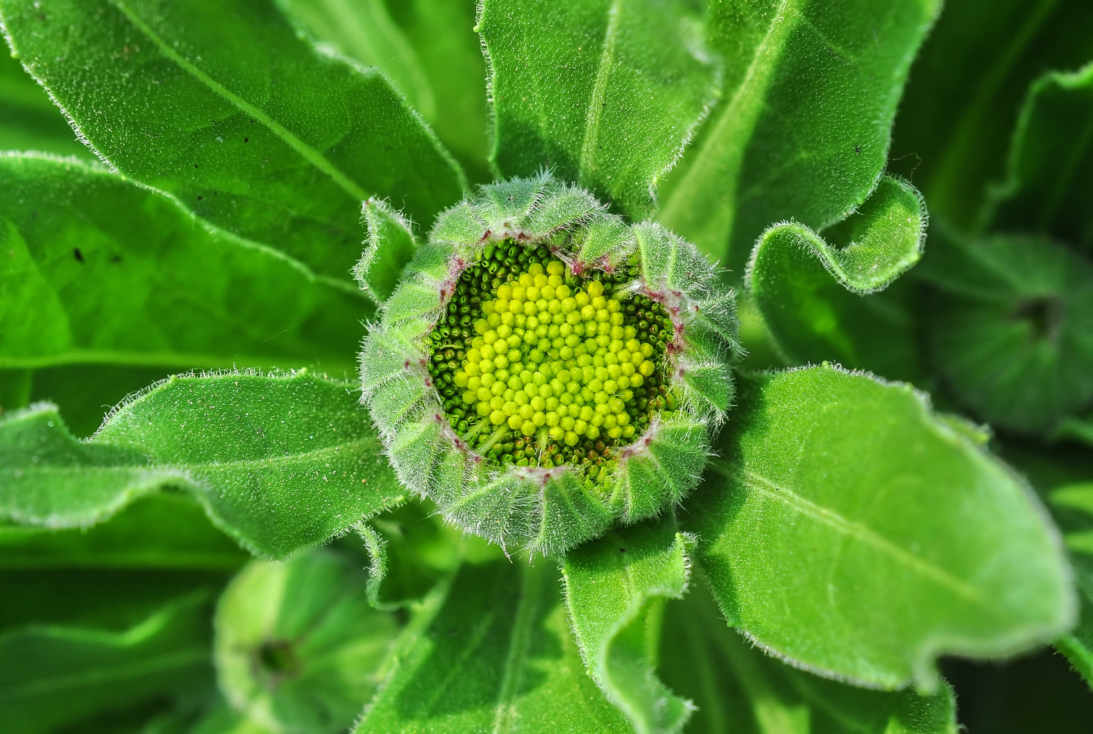 Calendula