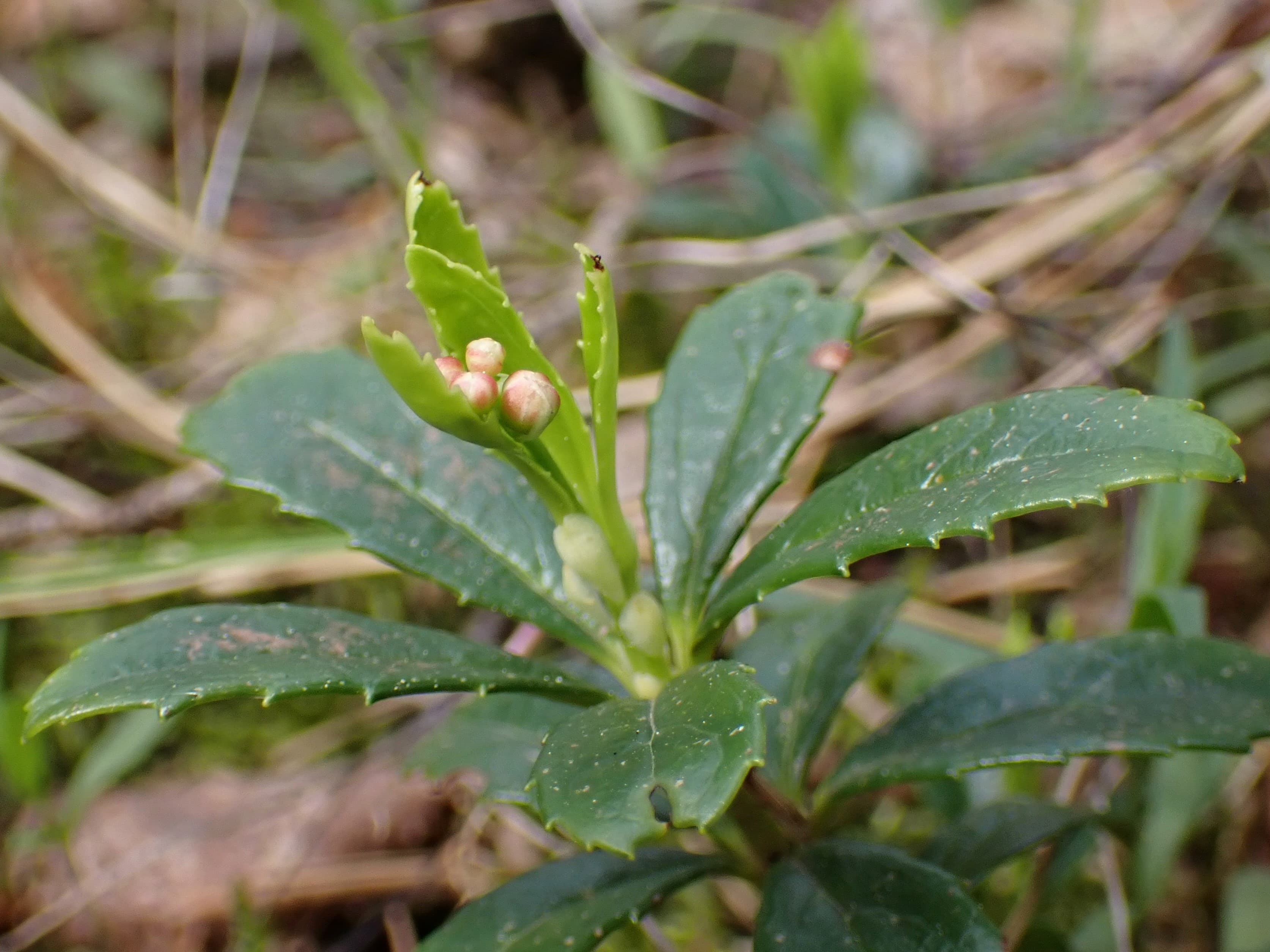 Pipsissewa