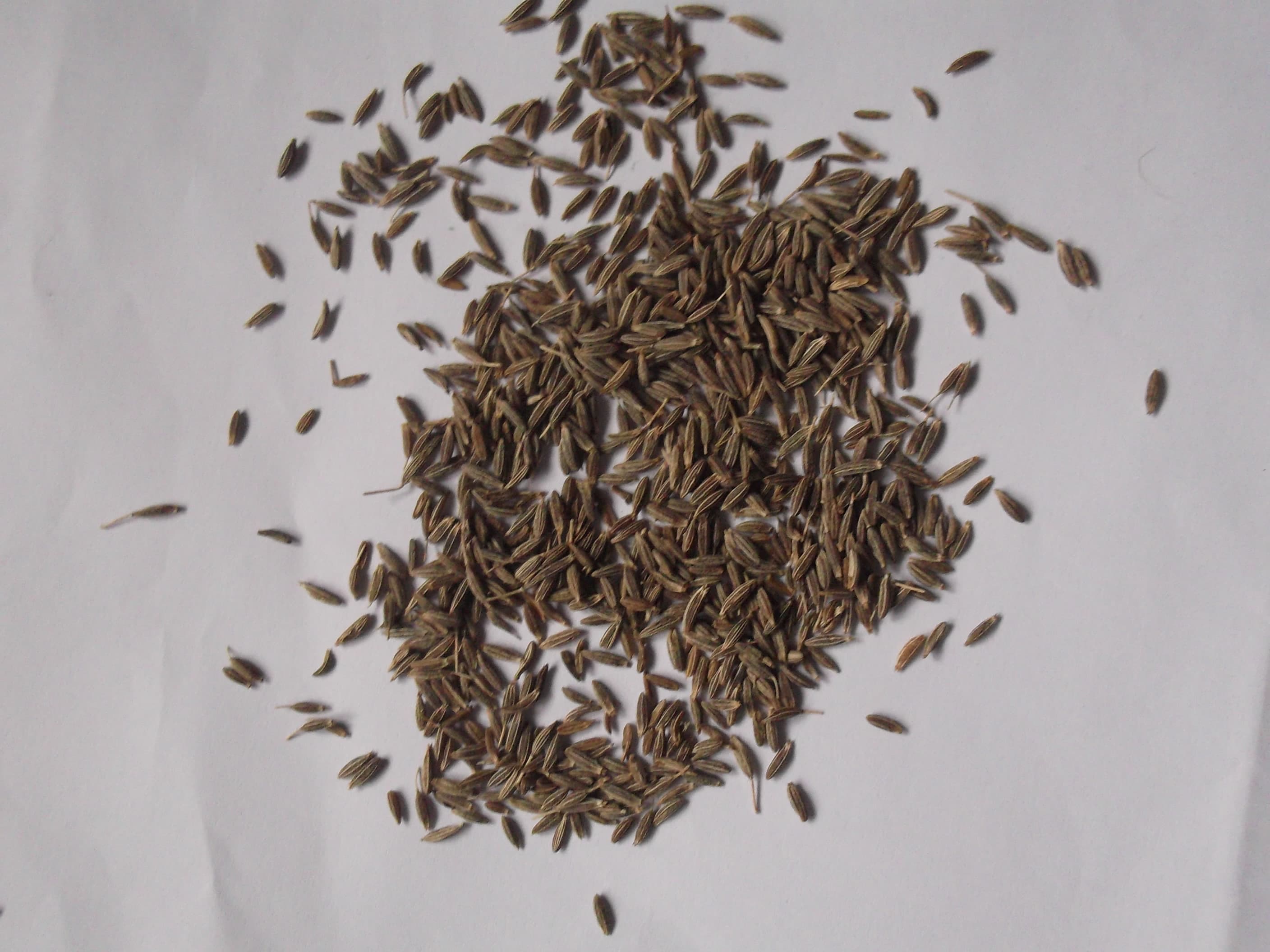 Cumin