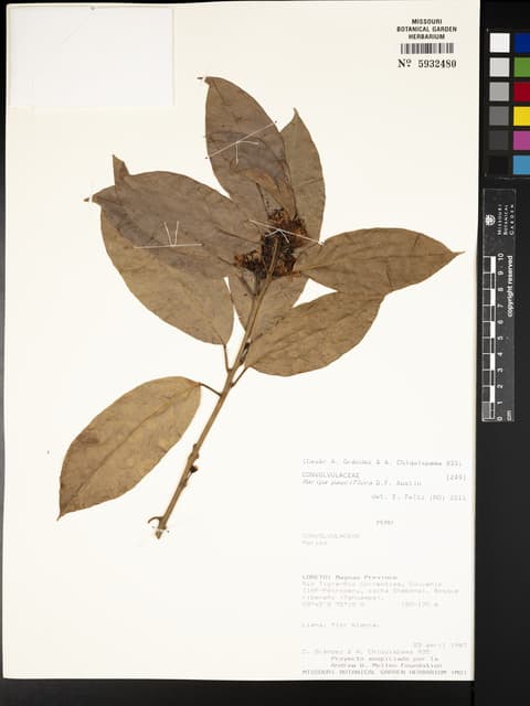 Maripa pauciflora