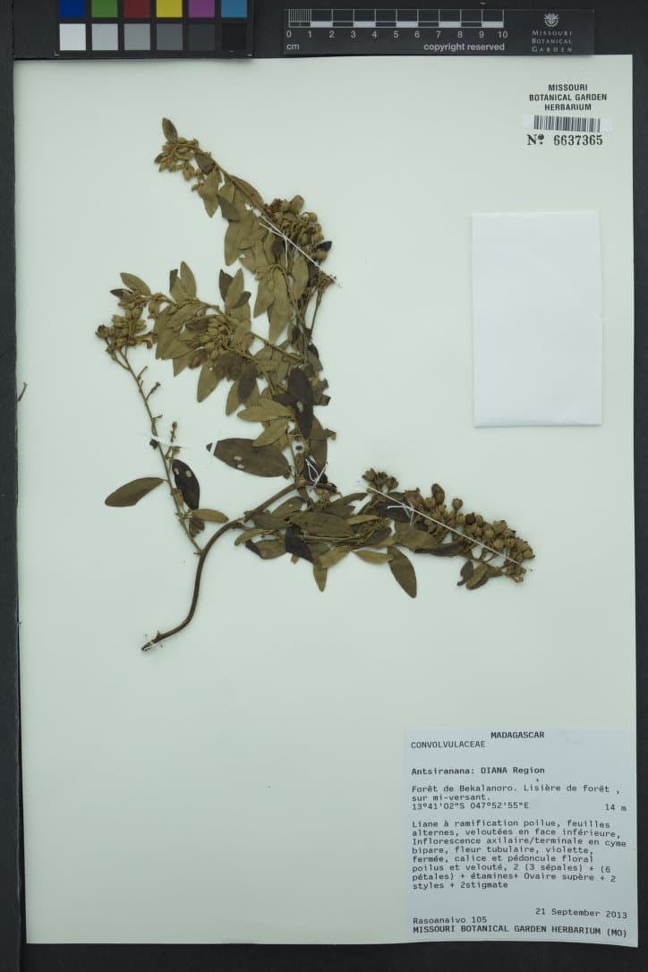 Bonamia tsivory