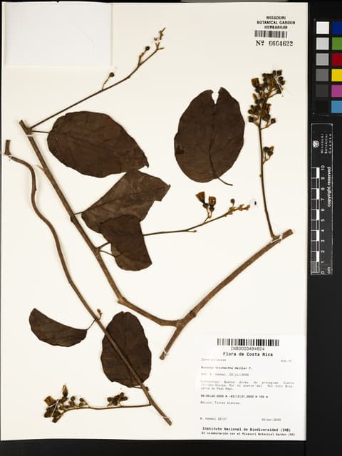 Bonamia trichantha