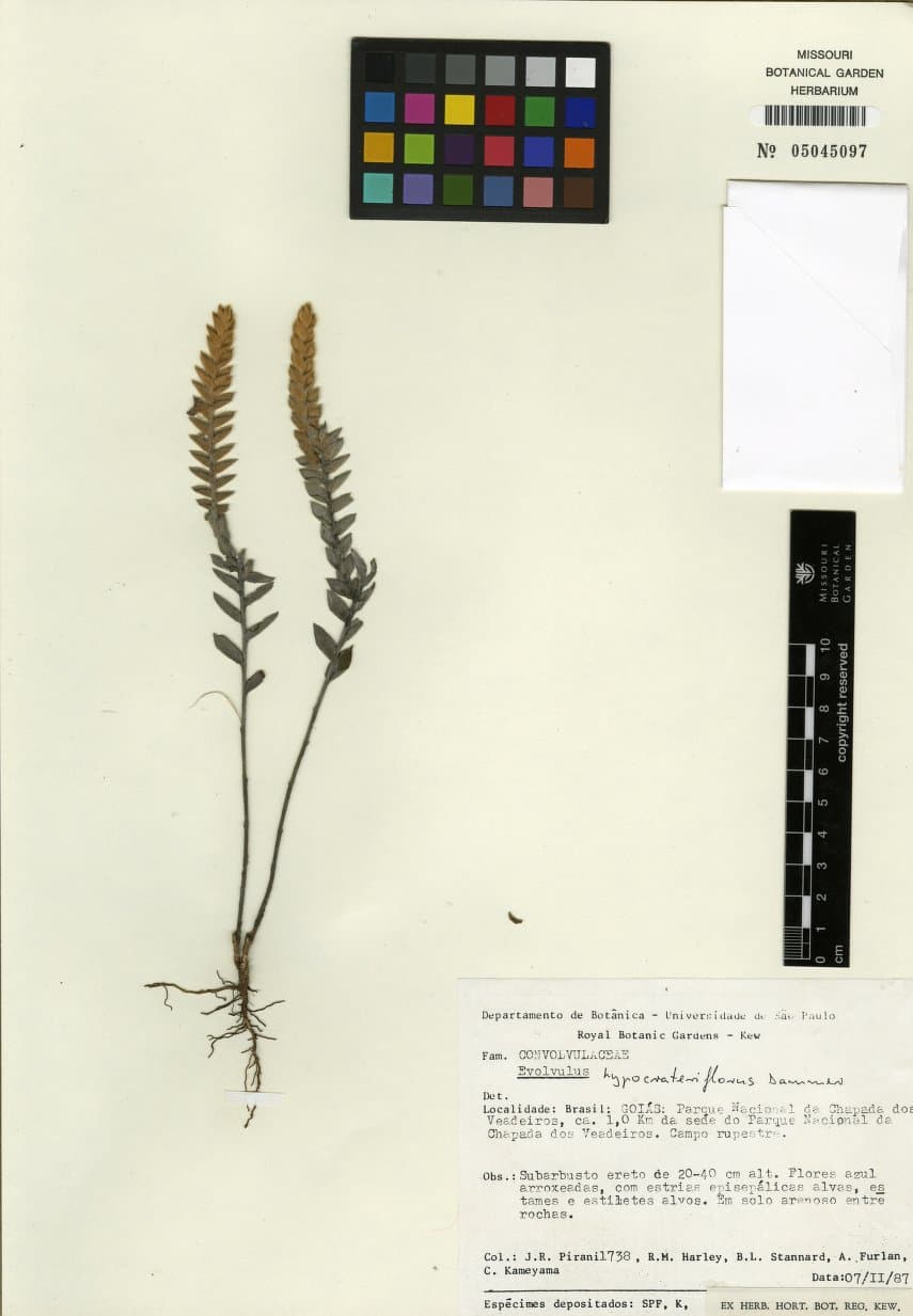 Evolvulus hypocrateriflorus