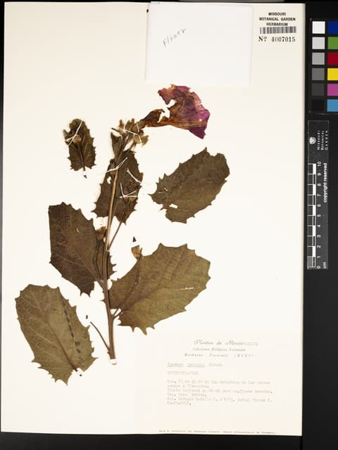 Ipomoea jacalana