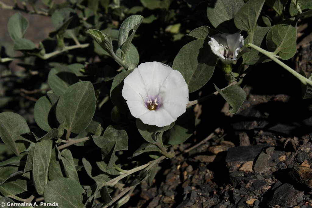 Bonamia riograndina