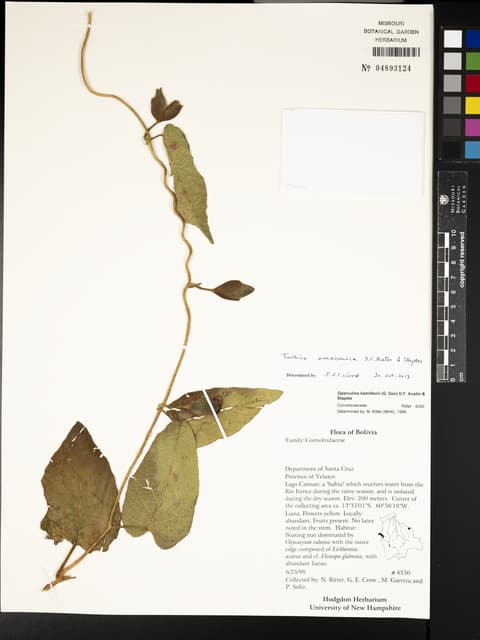 Ipomoea amazonica