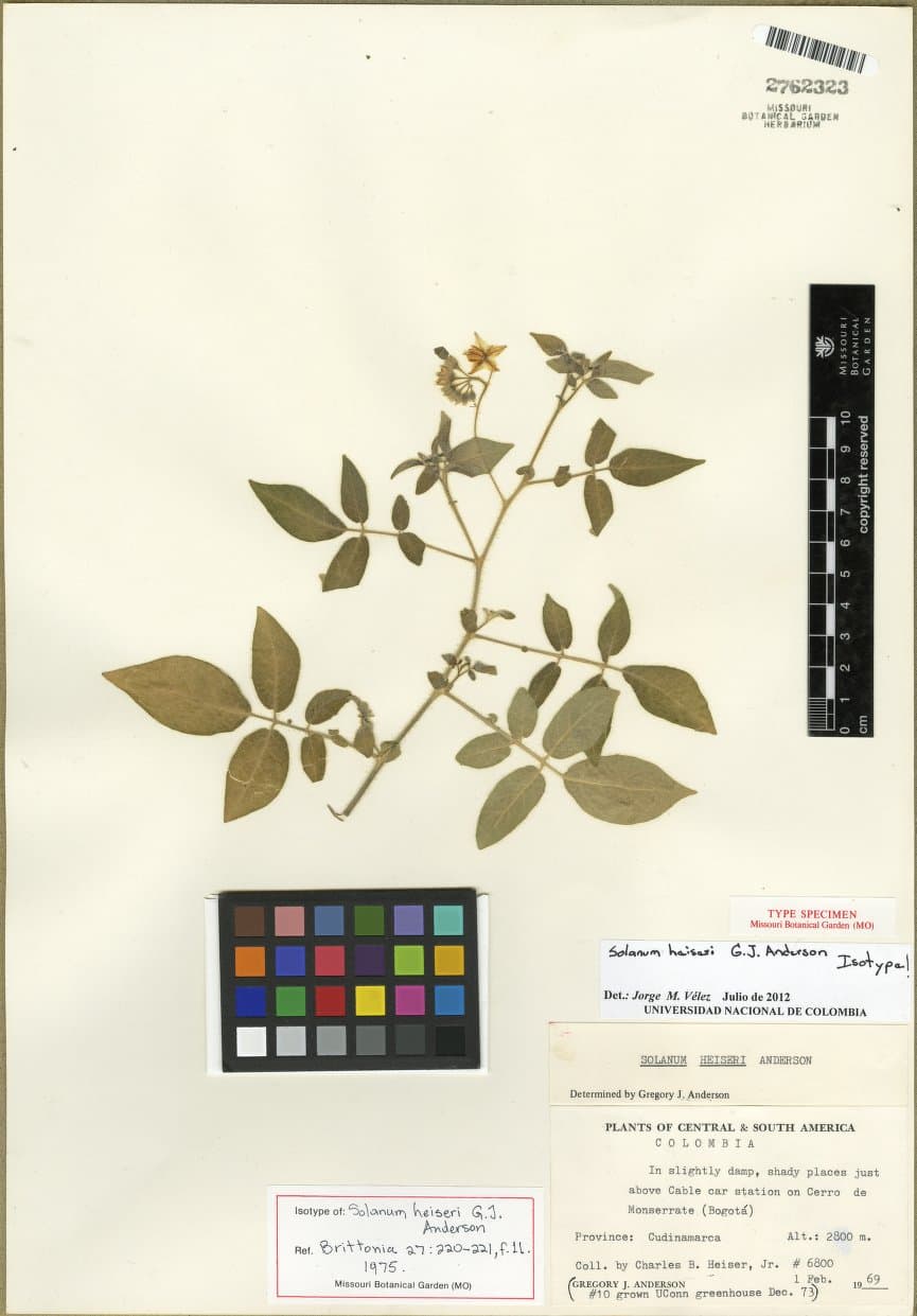 Solanum heiseri