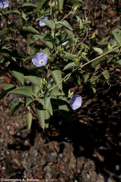 Jacquemontia chuquisacensis