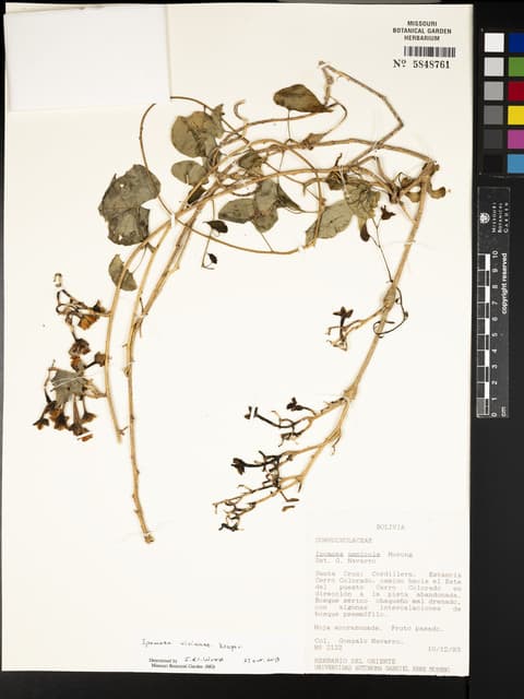 Ipomoea vivianae