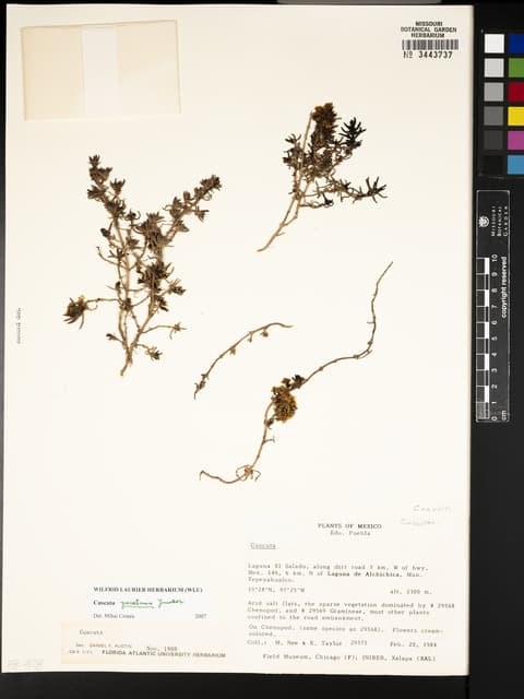 Cuscuta Yucatana