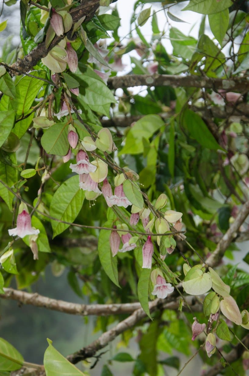 Calycobolus campanulatus