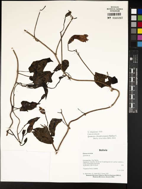 Ipomoea chondrosepala