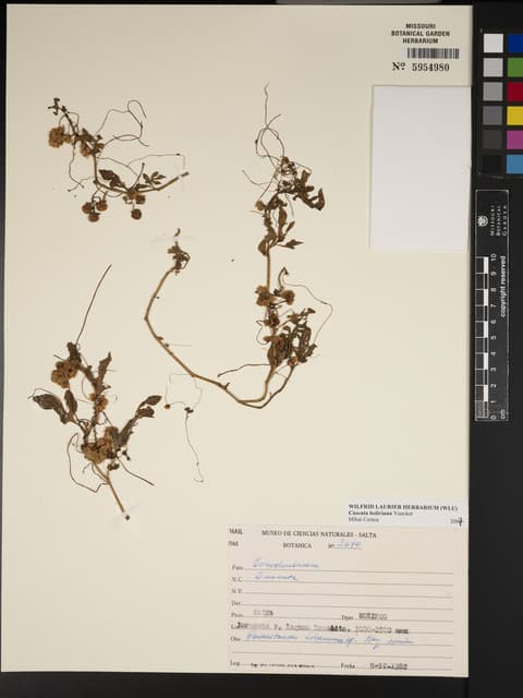 Cuscuta boliviana
