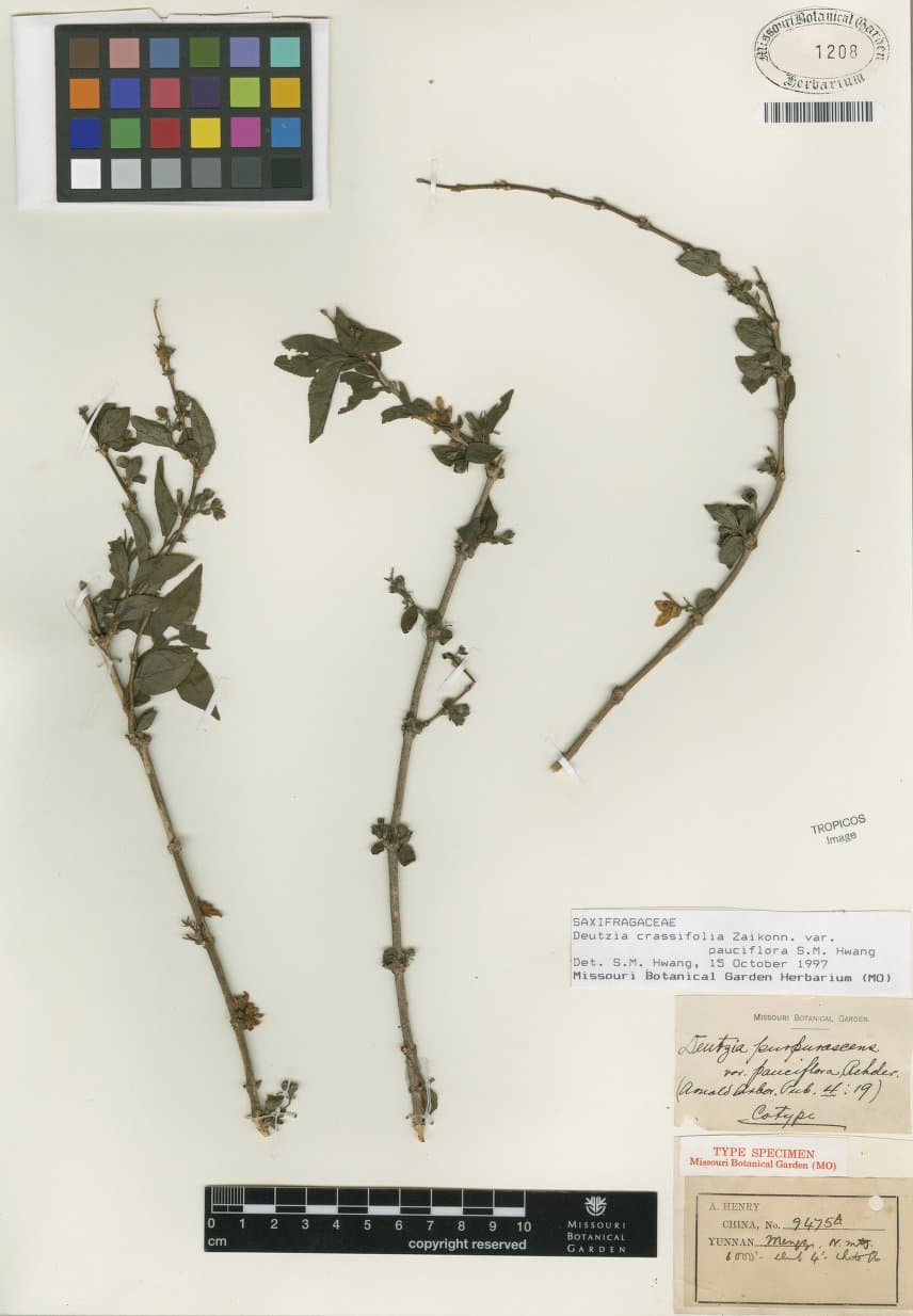 Deutzia crassifolia