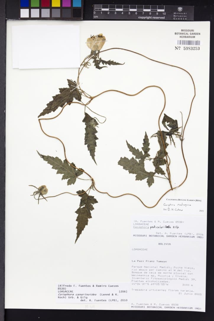Caiophora madrequisa