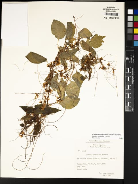 Cuscuta parodiana