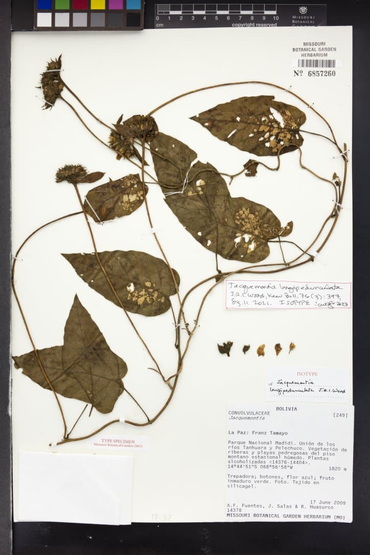 Jacquemontia longipedunculata