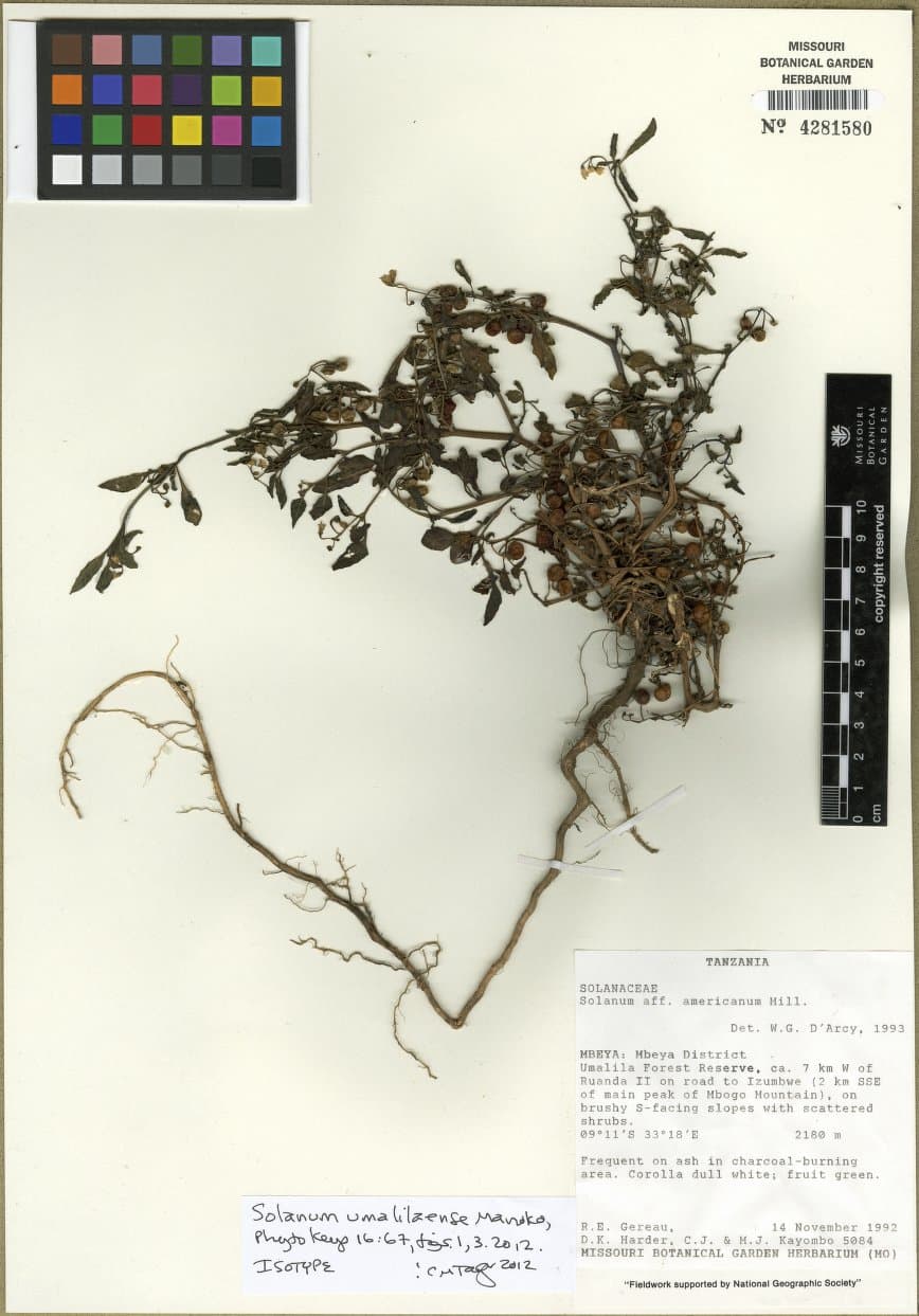 Solanum umalilaense