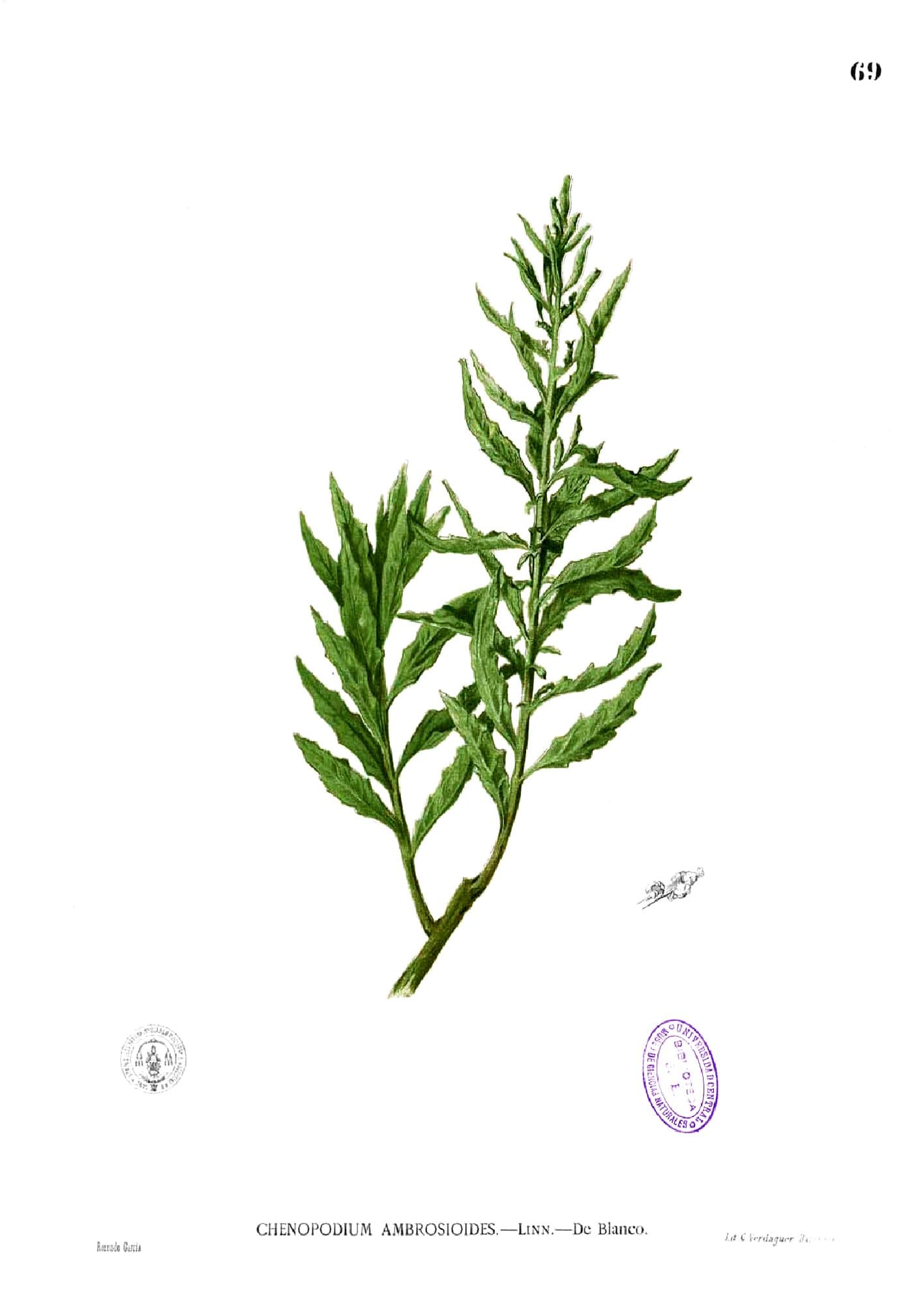 Epazote