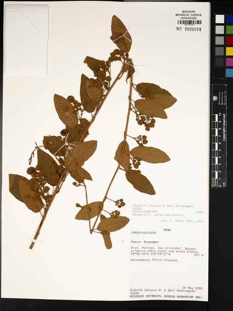 Bonamia peruviana