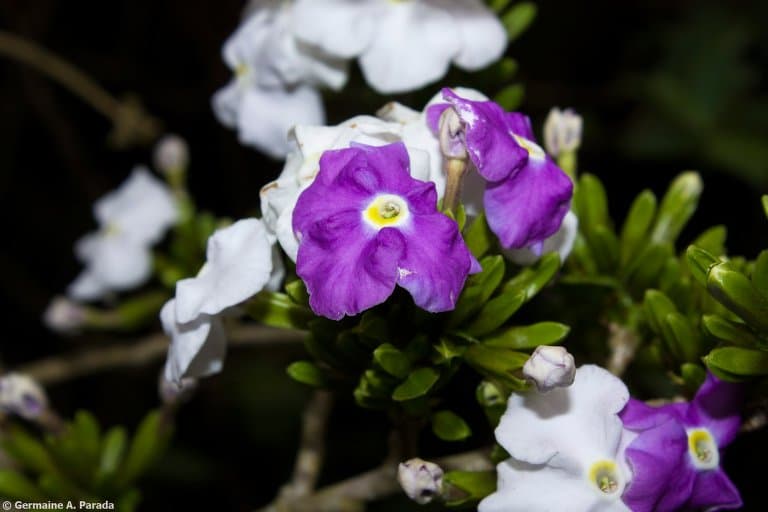 Brunfelsia boliviana