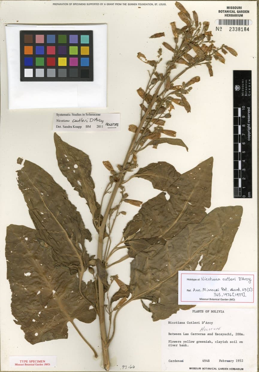 Nicotiana cutleri