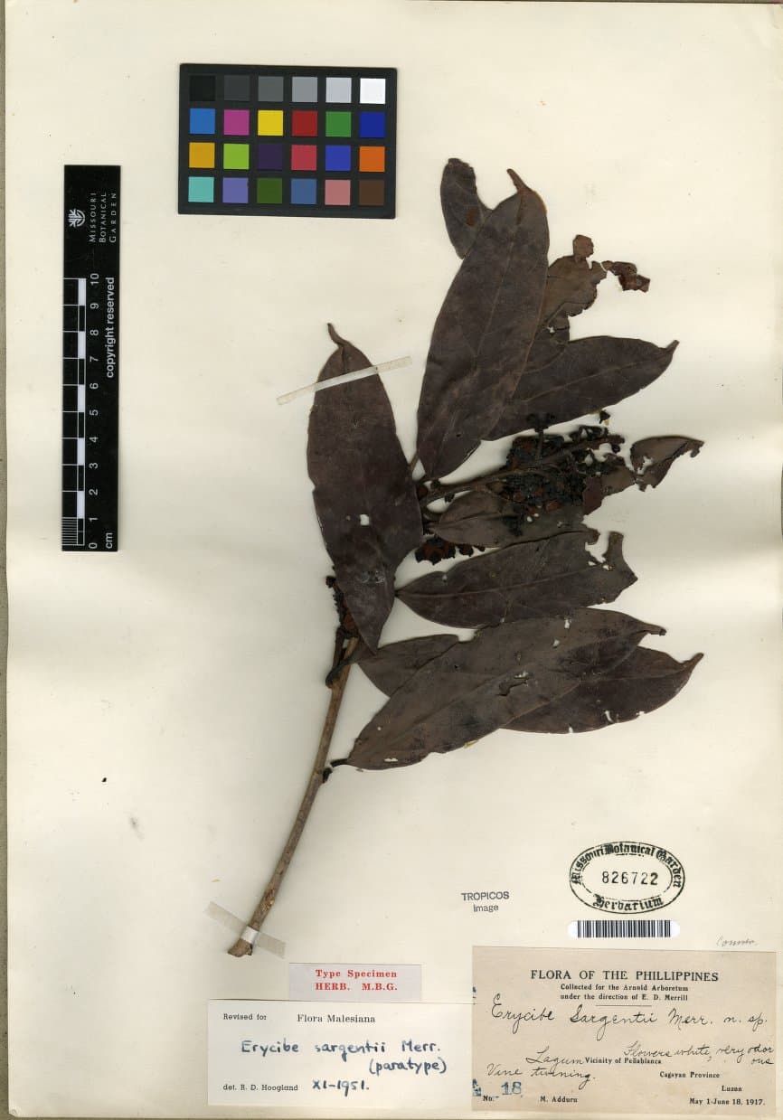 Erycibe sargentii
