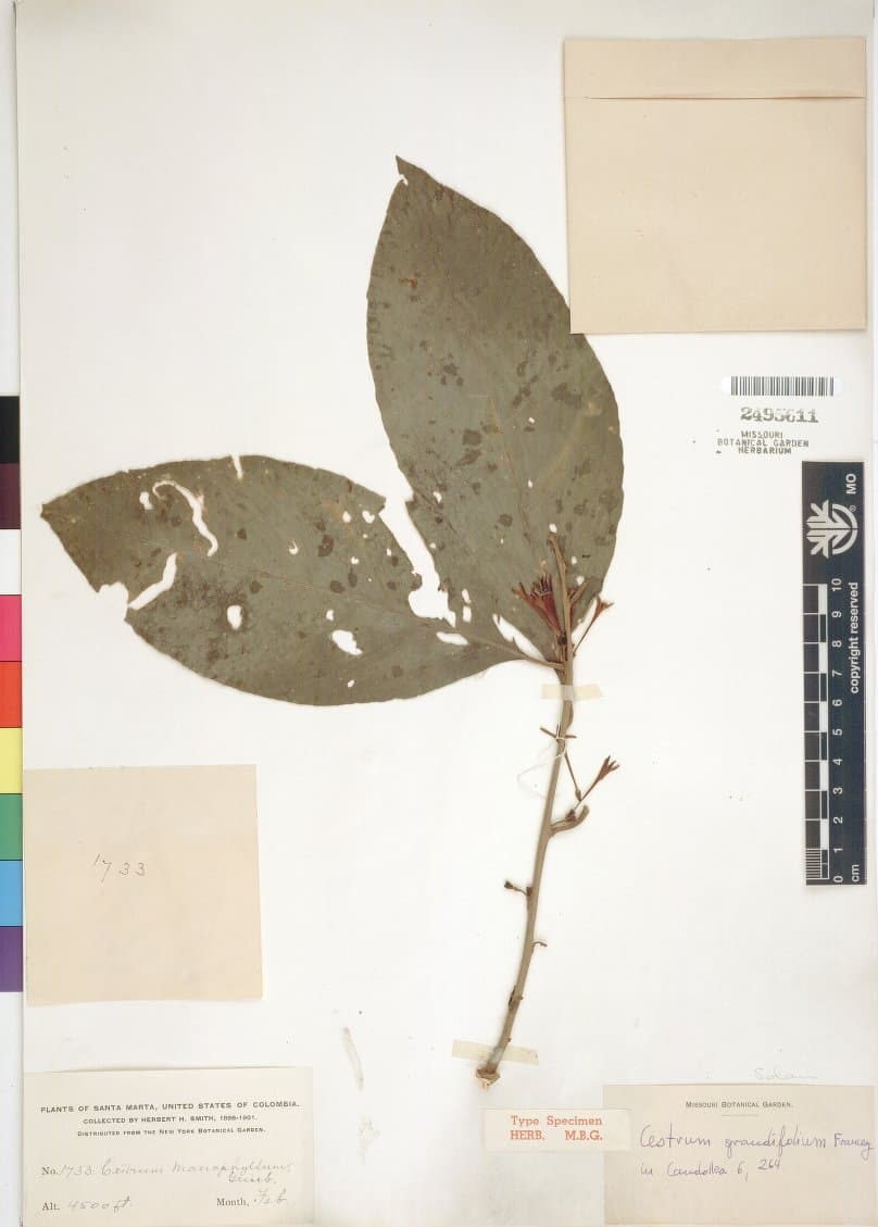 Cestrum grandifolium
