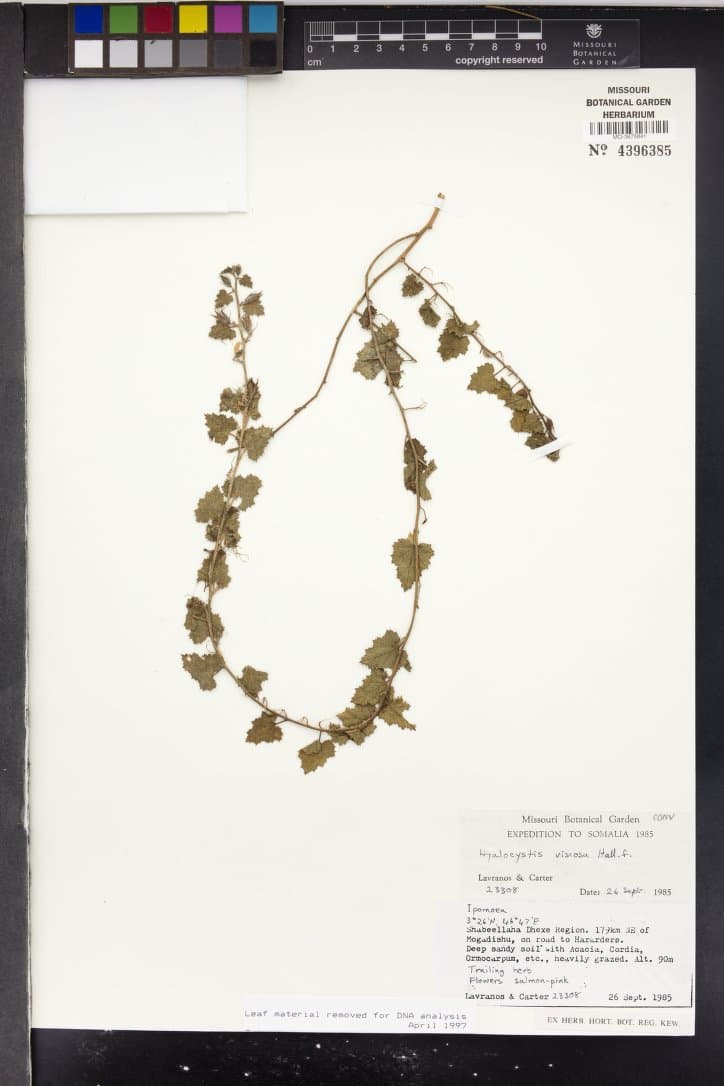 Hyalocystis viscosa