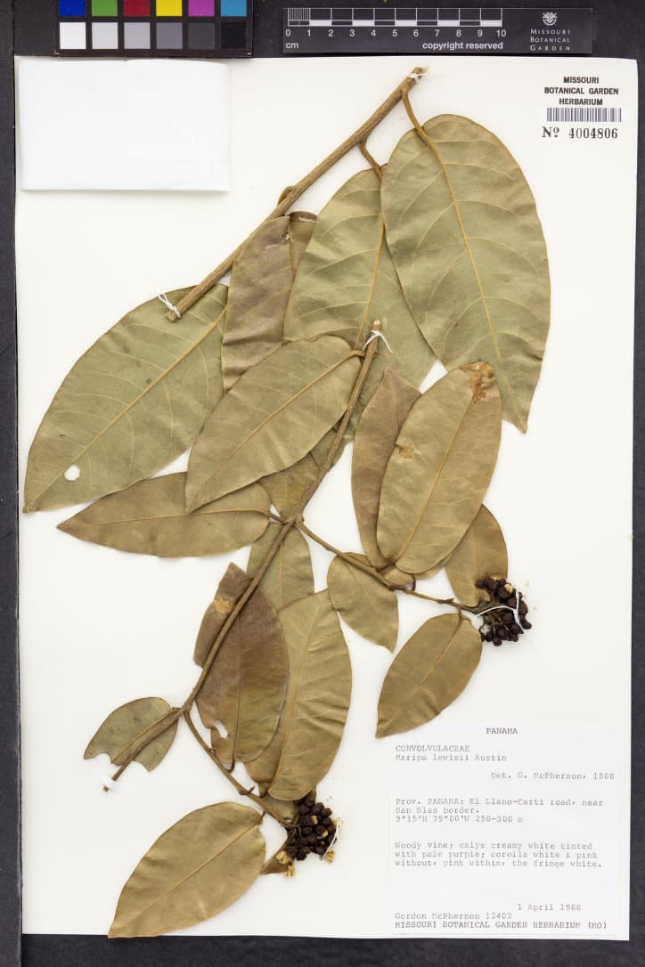 Maripa lewisii