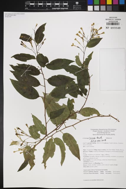 Cestrum laxum