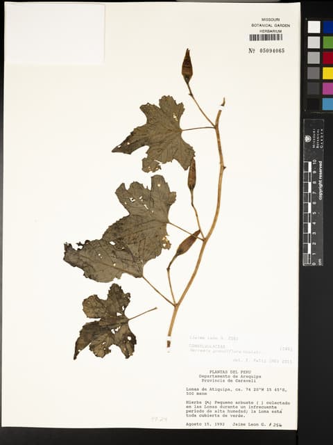Distimake grandiflorus
