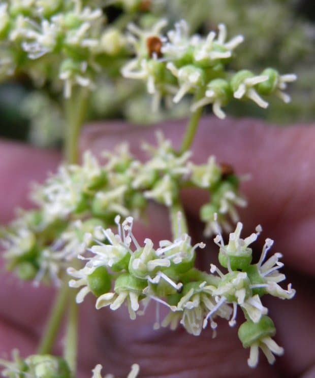 Hydrangea tarapotensis