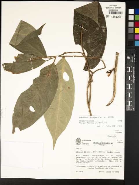 Maripa fasciculata