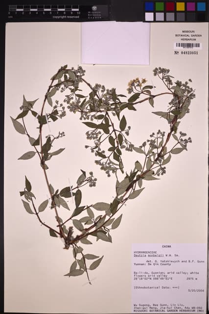 Deutzia monbeigii