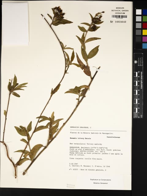 Bonamia tsivory