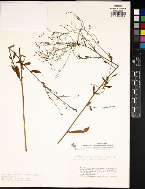 Evolvulus paniculatus