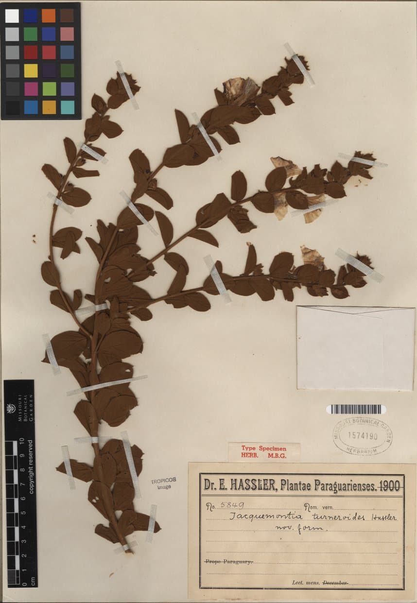 Jacquemontia turneroides