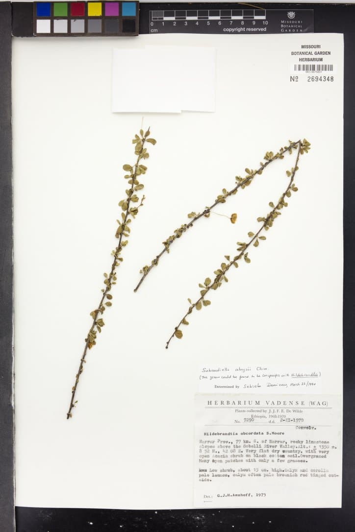 Hildebrandtia aloysii