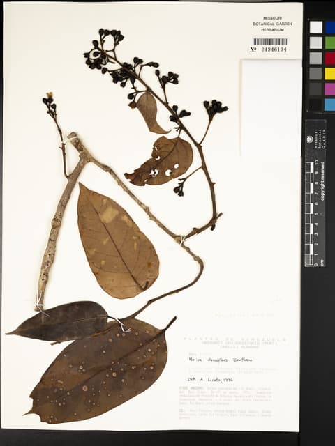 Maripa densiflora
