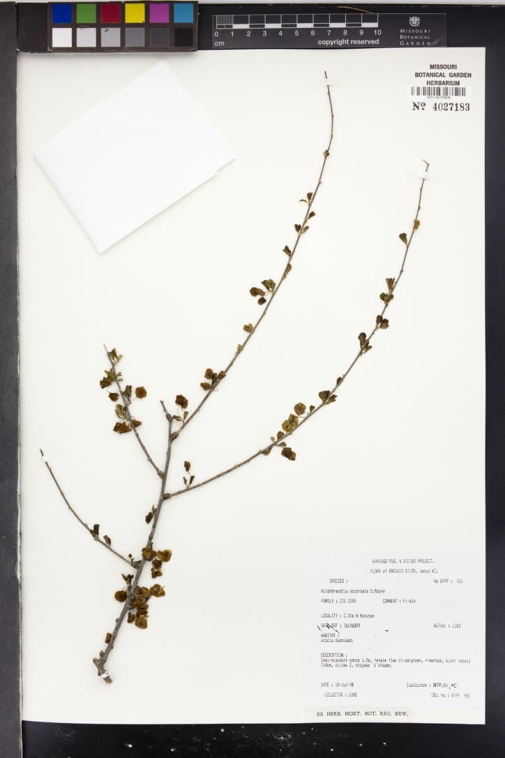 Hildebrandtia obcordata