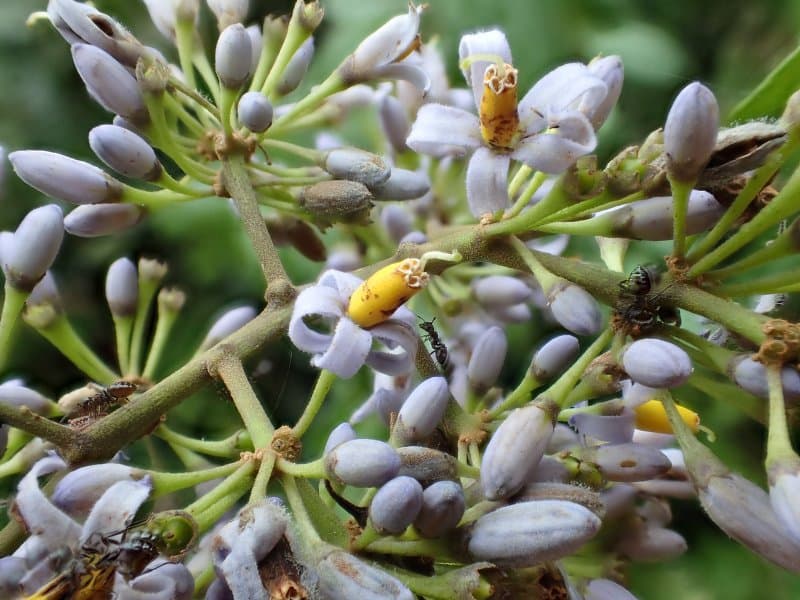 Solanum Welwitschii