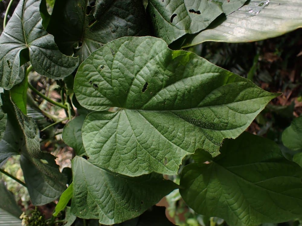 Lepistemon parviflorus