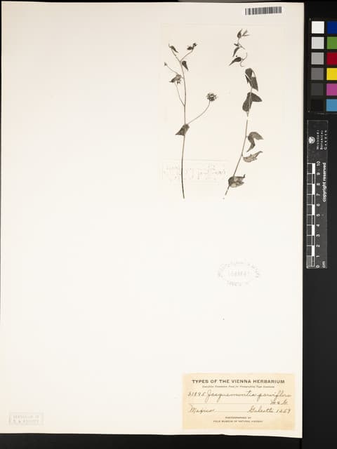 Jacquemontia parviflora